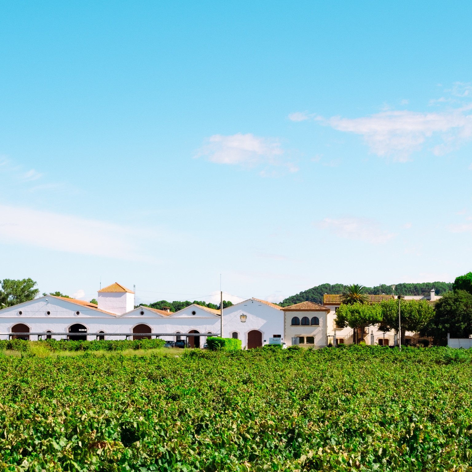 Visita i tast de vins amb xocolates - Imatge 4