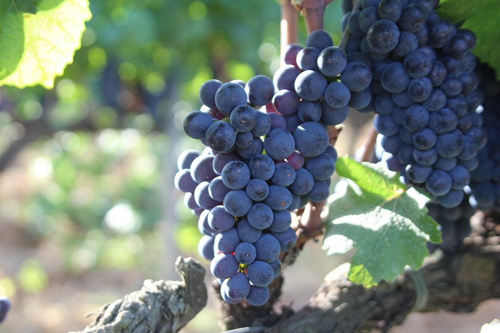 Tot el producte que utilitzem en la producció de vins i espumosos pertany a la Finca de la Boadella