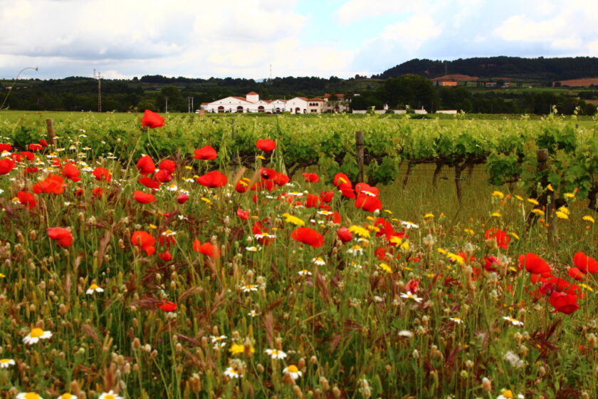 Nadal Finca de la Boadella